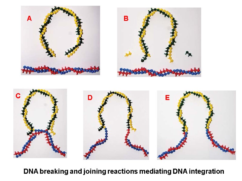 DNA breaking and joining reactions mediating DNA integration А B C D E